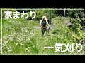 【雑草処理】激安 初めての充電式草刈り機でボーボーの雑草をひたすら刈る 空き家再生#11