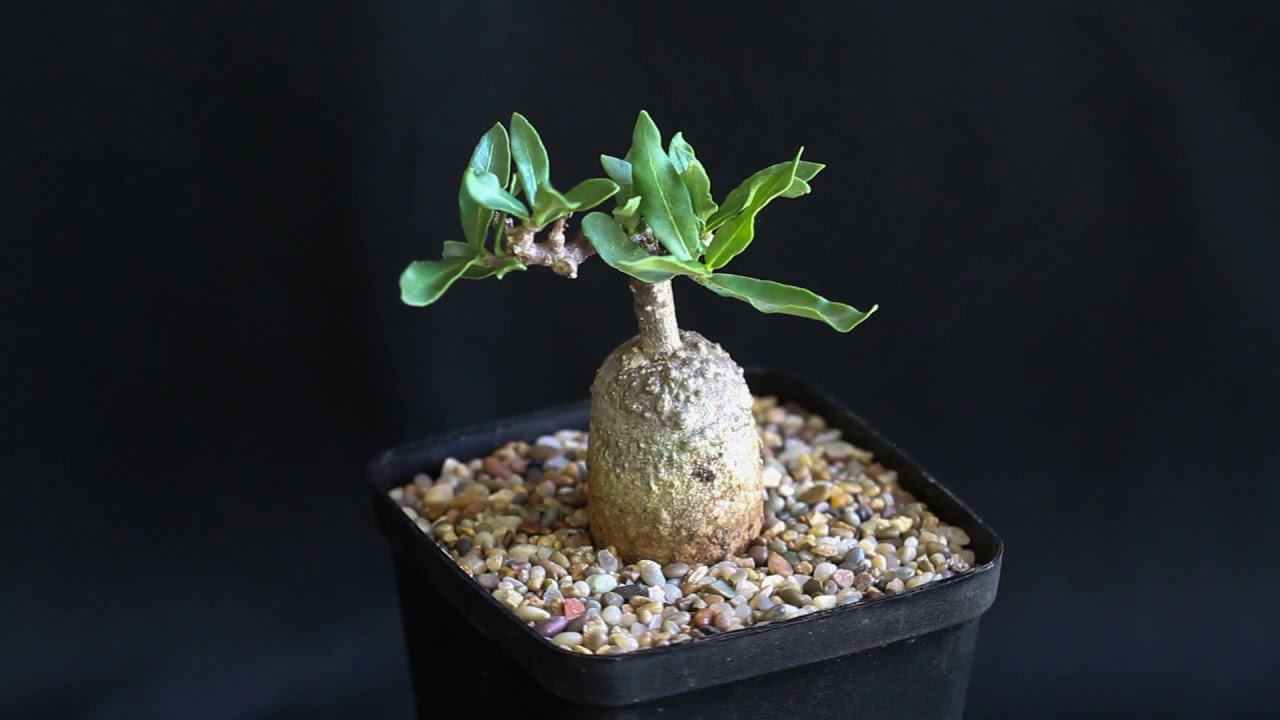 Fockea edulis for sale - Living Desert Plants