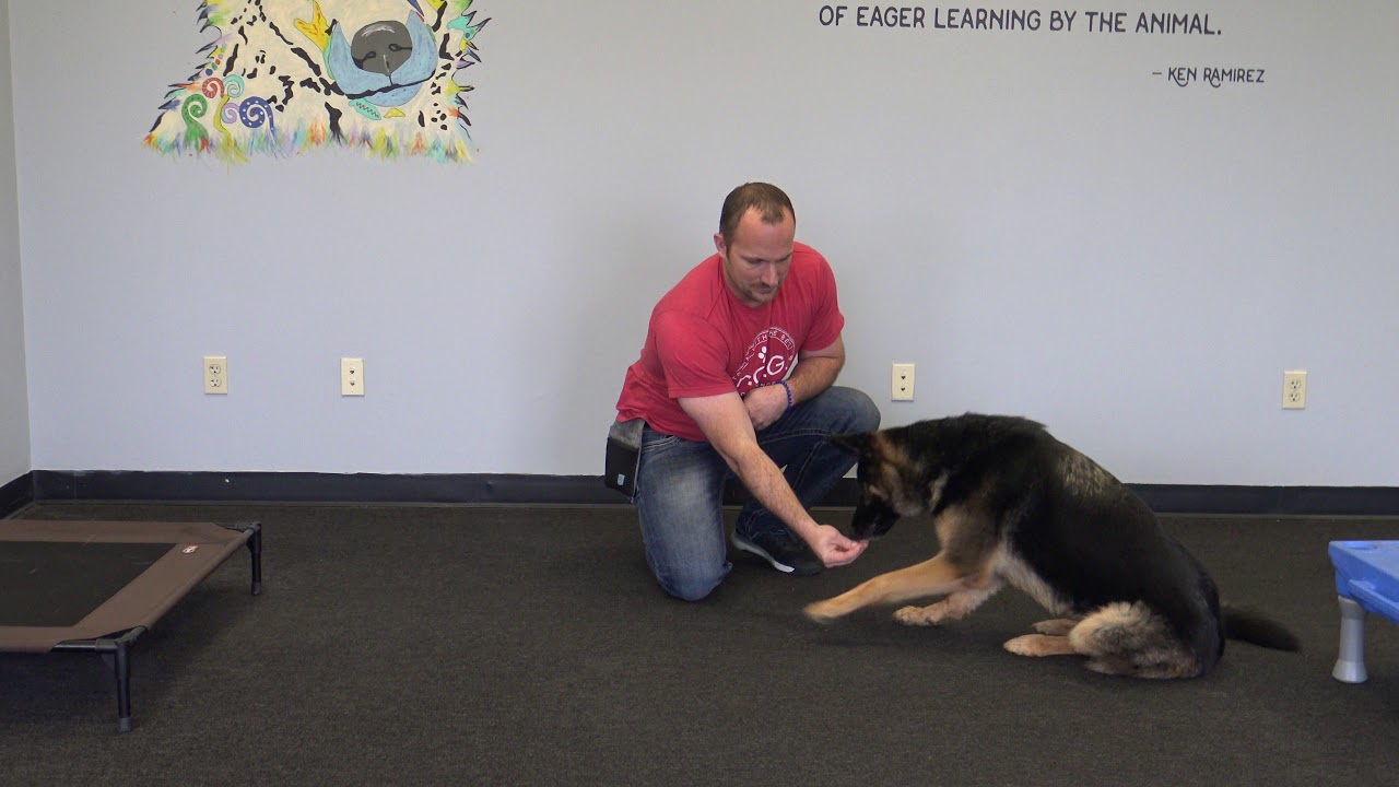 Teaching Your Dog To Crawl YouTube