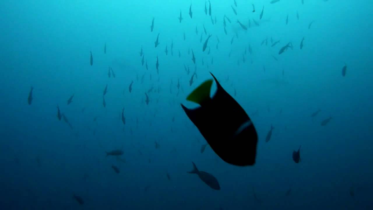 憧れの海 ココ島 Kitachan Net