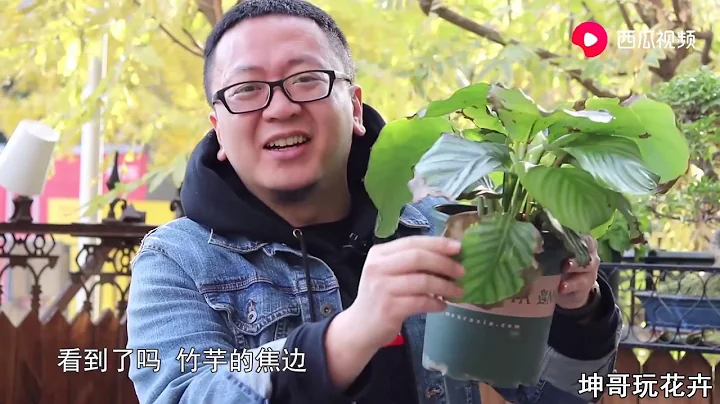 北方养竹芋躲不过焦边，我只能用这个办法了 【坤哥玩花卉】 - 天天要闻