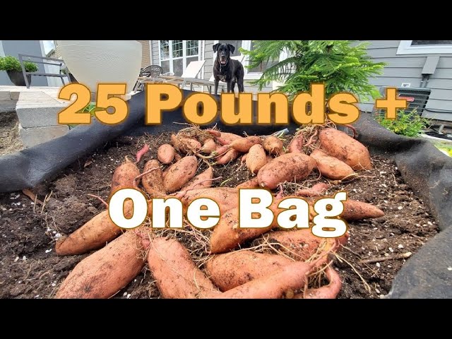 Sack o Potatoes Planting Sweet Potatoes in a Bag  17 Apart