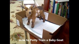 How to Potty Train (House Train) a Baby Goat Kid