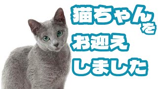 【雑談】猫ちゃんをお迎えしたので猫と配信します【Vtuber】