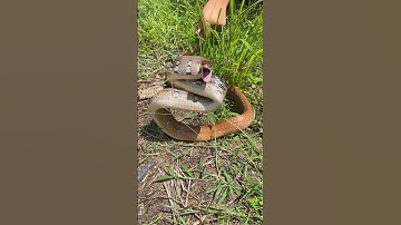 Cobra, extreem woeste slang #kort