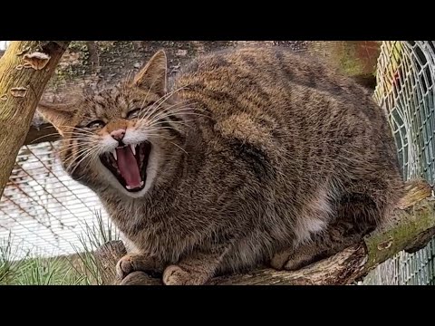 Scottish Wildcat -
