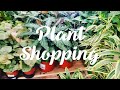 Plant Shopping | Whitfill Nursery 2020