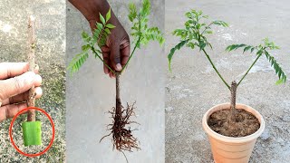 growing curry leaf plant from cutting with aloe vera with update | curry leaf plant | meetha neem