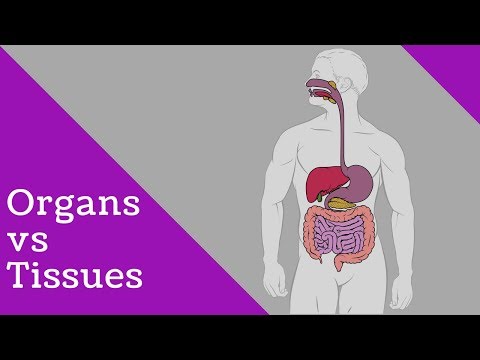 Difference tissues and organs