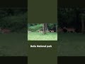 Herd of deers at betla national park