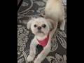 Shih Tzu Reaction #funny #clips #reels #dog #animals #shihtzu #cute #pets #barking #aşk #ask #no #ya