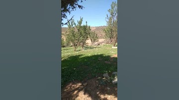 سورة الإخلاص بصوت القارئ ماهر المعيقلي #القرآن_الكريم #سبحان_الله_وبحمده #سبحان_الله  #explore