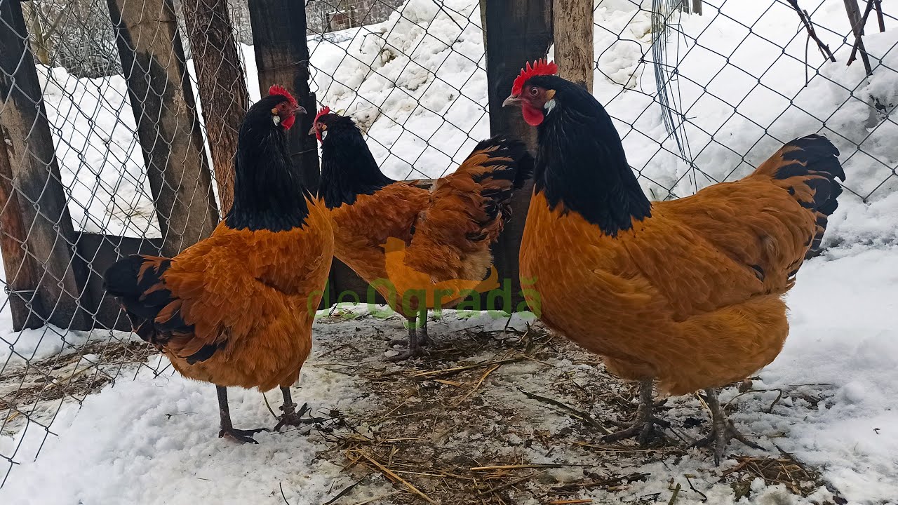 Start sezon ouă de incubat, calitatea mătcilor si prețul unui ou în funcție de rasă