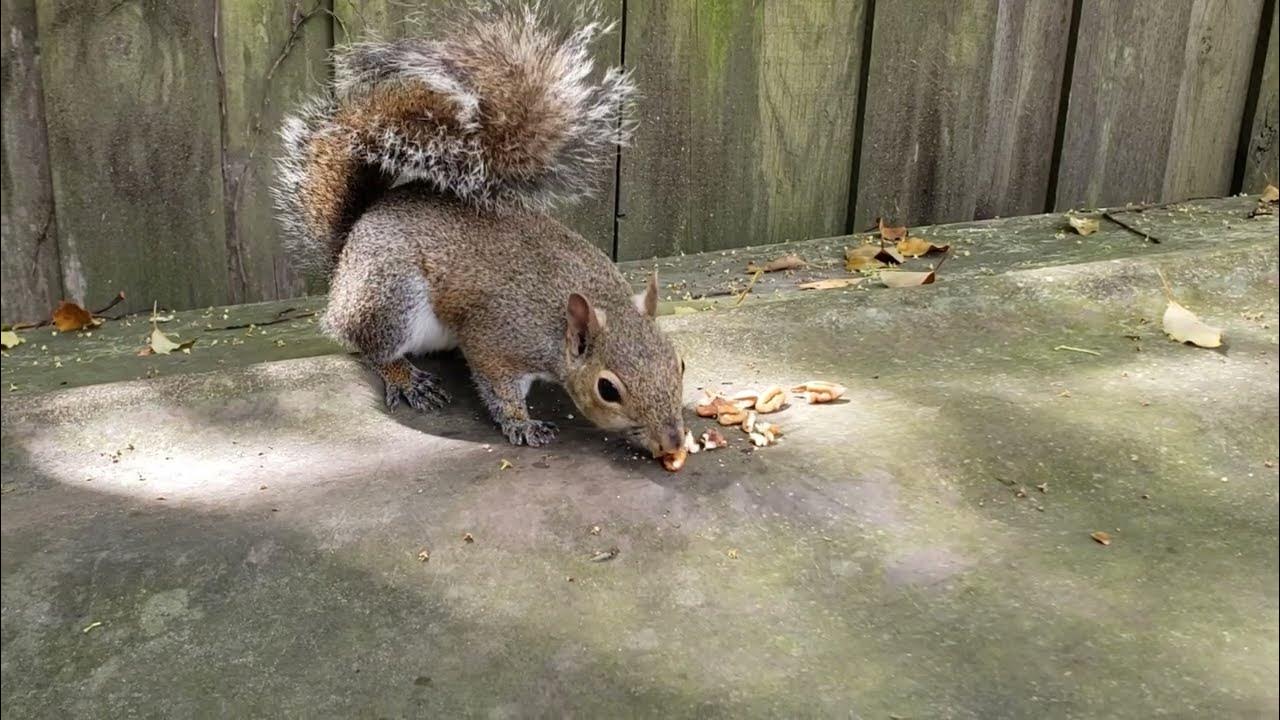 Squirrel "Lock Jaw" Listens to Me (just make noise) YouTube