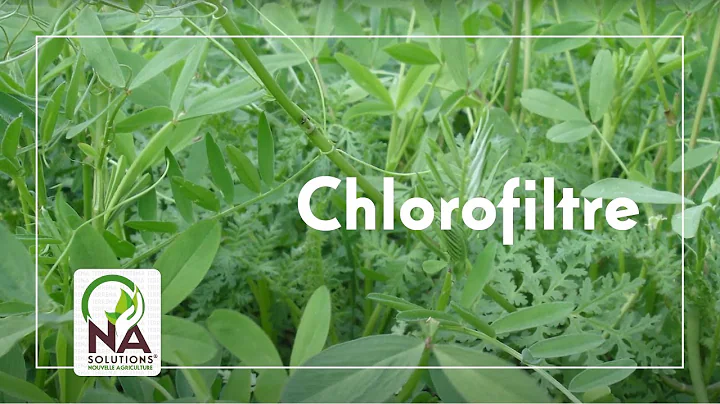 Chlorofiltre : association d'espces de couverts vg...