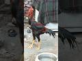 🔥 Lakha Peela Tajdar Aseel Pattha | Top Quality Desi King 👑🐓 #shorts #lakhapeelatajdar #aseelpattha
