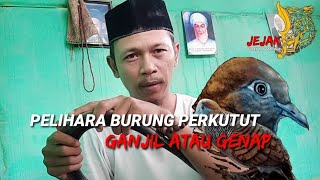 FAKTA PELIHARA PERKUTUT HARUS GANJIL ATAU GENAP SIMAK BAIK BAIK!!!  #hobiburung#perkutut #mitos