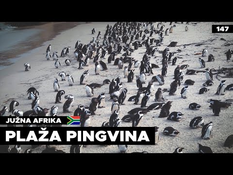 Video: Zanimiva dejstva o pingvinih. Pingvini Antarktike: opis