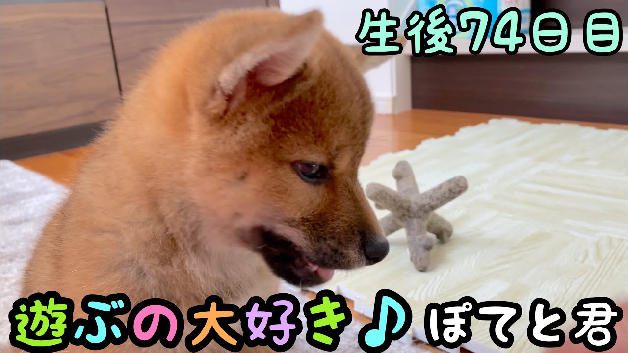 【柴犬】遊ぶの大好き♪な子犬のとっても楽しそうなお迎え3日目【生後74日目】 YouTube