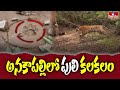 Tiger enters Anakapalli, officials raise high alert