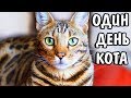 ОДИН ДЕНЬ КОТА ♡ КОТ ЭВИЛ ♡  АВЕМИ КИСА