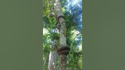 Python Climbing tree | Python Video #trending #shortsfeed #shortvideo #cute #shorts #shortsviral