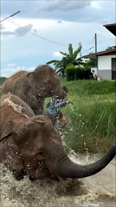 වතුර එක ඉවරයි😁 @TravelwithRaviMedhaSL #elephant #shortsviral #viral #trending #shorts #funny
