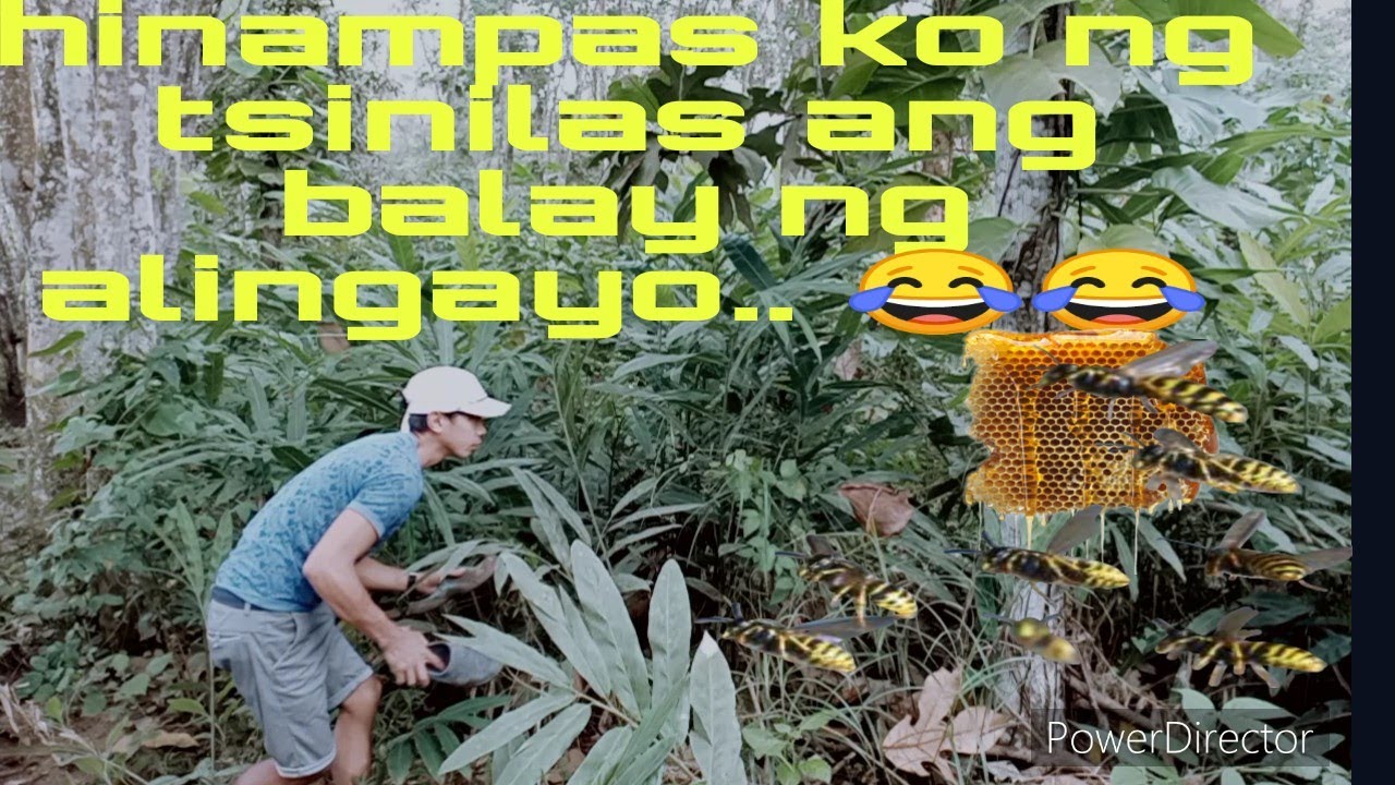 hinampas ko nga tsinilas ang bahay ng alingayo..😂🐝🐝🐝 - YouTube