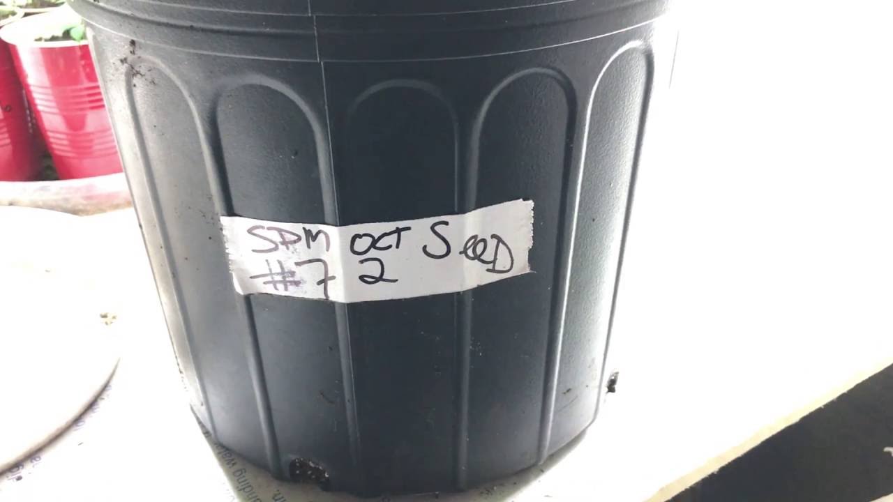 Space Monkey Grow Log - Entry 3