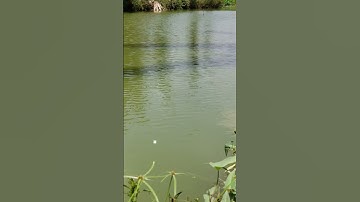 #Shorts Báo cá năm 2024 clip 2 - Hồ Câu Vườn Dừa ấp Ngã Tư, xã Nhuận Đức, huyện Củ Chi, TP HCM
