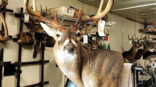 HOW TO FINISH A WALL PEDISTAL CHEAP AND FAST! Keep it simple! ***SUPER EASY*** WHITETAIL TAXIDERMY!