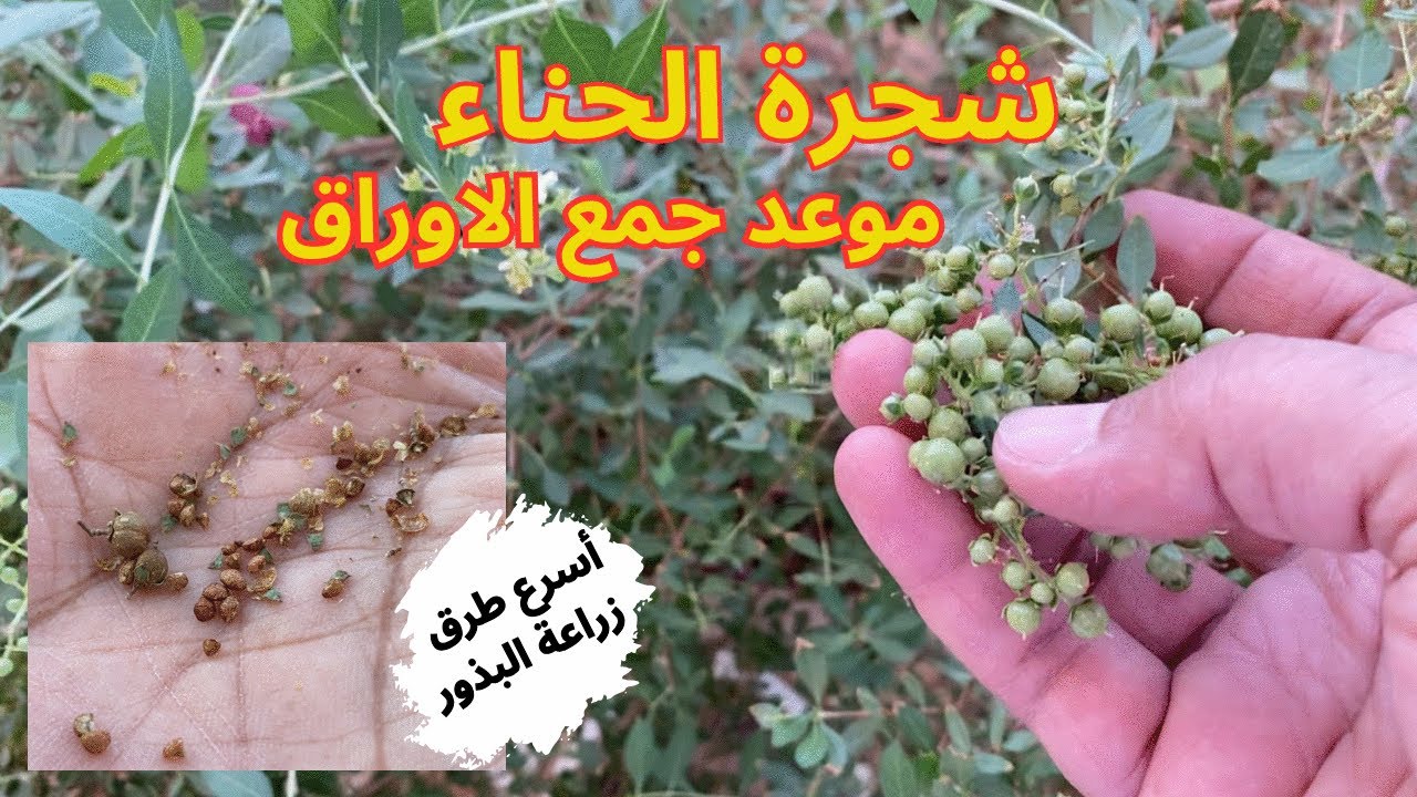 اكتشف السر وتعرف على أفضل طريقة لإنبات بذورالحناء والموعدالمثالي لجمع أوراق شجرة الحناء لتحضير ال