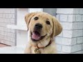 LIVE: Puppy Guide Dog in Training Visits The Dodo LIVE: Puppy Guide Dog in Training Visits The Dodo