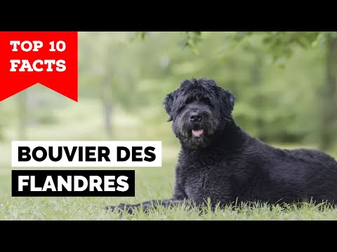 Video: Bouvier Des Flandres Dog Breed Hypoallergenic, Health And Life Span