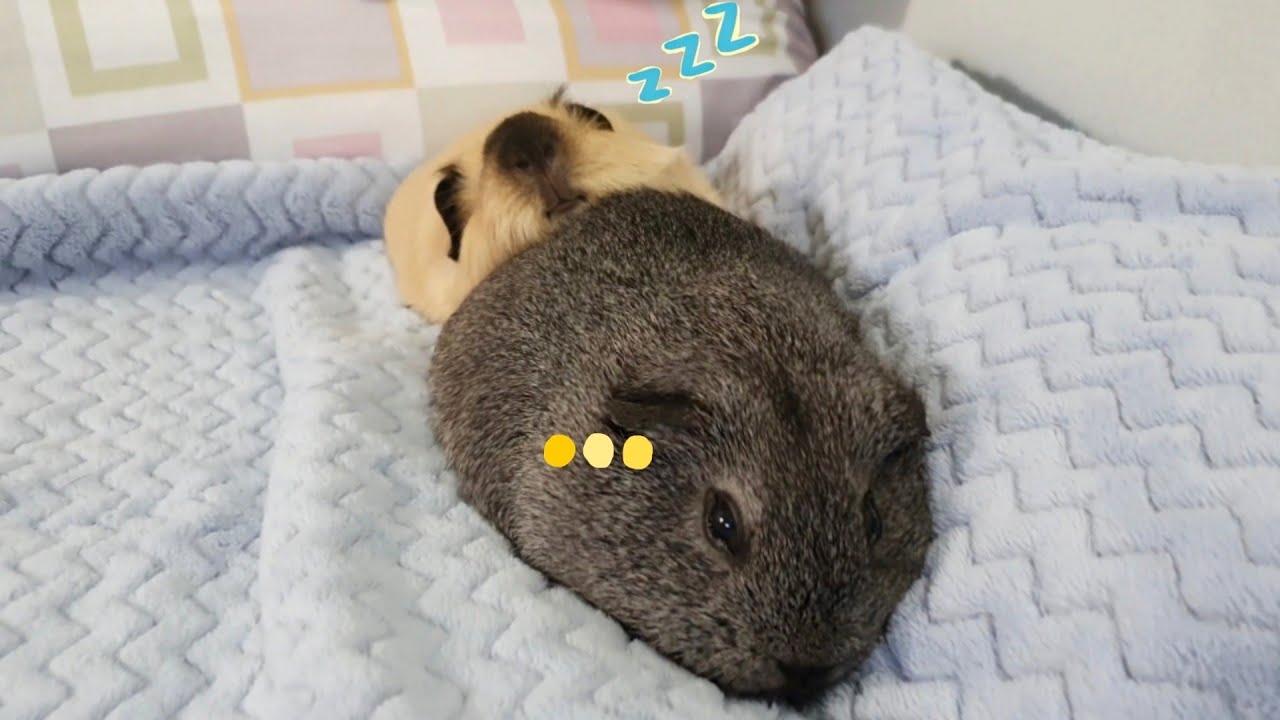 Piggy snuggling thru all the way hughug a guinea pig YouTube