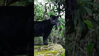 Why Jaguars Have the Strongest Bite