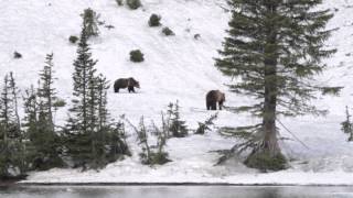 Grizzly Bear Interaction