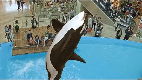 Orca in a Shopping Mall: Ocean Adventure Augmented Reality experience by INDE at Allee Budapest