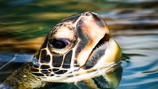 Curious Green Sea Turtle - Maui, Hawaii