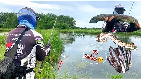 Câu rê cá lóc đồng bằng nhái thật l Phút 90 lên được em hàng