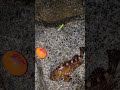 【今日も青物不発】2025年1月5日日曜の釣果です今日は2箇所周りも当たりすら無し昨日は橋下で掛けましたが、抜き上げ時にサゴシばれ。