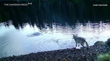 B.C. wolves use line to pull up crab traps in first possible tool use by species