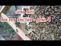 Cùng Nuôi Thùng Ong Đầu Tiên - phần 4 | Trung Nuôi Ong