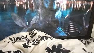 mosasaurus eats a delicious indominus Rex