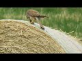 Gheppio cattura e mangia preda. Kestrel catch and eat prey.