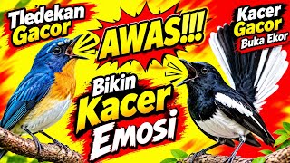 Masteran Tledekan Gunung Gacor  Isian Super Mewah 1JAM Full Tanpa Iklan 