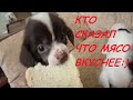 Суровые Будни Малышей! Щенки Китайской Хохлатой  - 1 Месяц