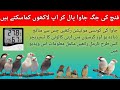 How to control shed humidity and temperature in Urdu | Temperature and Humidity Level in Birds Cage