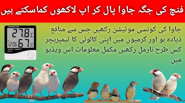 How to control shed humidity and temperature in Urdu | Temperature and Humidity Level in Birds Cage