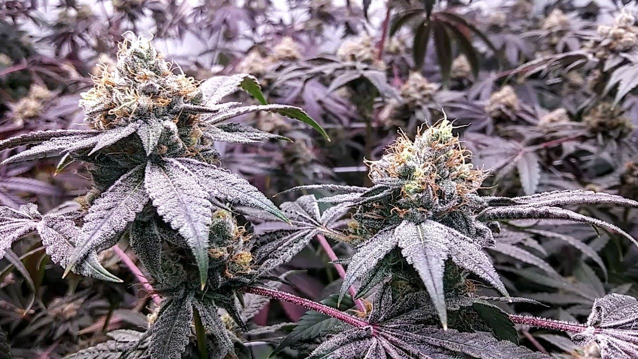 Purple City Genetics Runtz flower wk1-9 harvest day